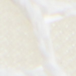 Gamilia - Image 8