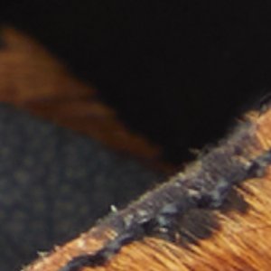 Estelli - Image 8