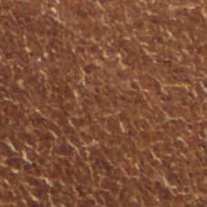 Tayloria - Image 8